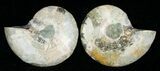 Small Desmoceras Ammonite Pair #5296-1